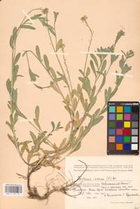 Berteroa incana (L.) DC., Eastern Europe, Lower Volga region (E9) (Russia)