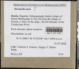 Dicranella varia (Hedw.) Schimp., Bryophytes, Bryophytes - North Caucasus & Ciscaucasia (B12) (Russia)