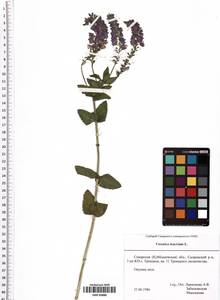 Veronica teucrium L., Eastern Europe, Middle Volga region (E8) (Russia)