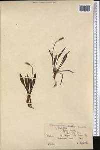 Plantago arachnoidea Schrenk, Middle Asia, Northern & Central Tian Shan (M4) (Kyrgyzstan)
