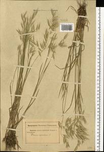 Bromus squarrosus L., Eastern Europe, Rostov Oblast (E12a) (Russia)