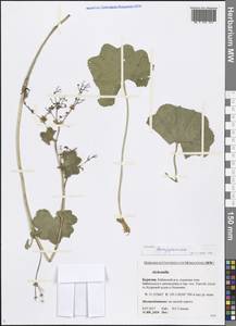 Alchemilla, Siberia, Baikal & Transbaikal region (S4) (Russia)