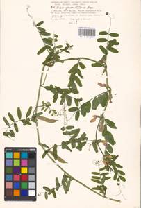 Vicia grandiflora Scop., Eastern Europe, Moscow region (E4a) (Russia)