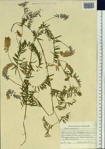 Vicia cracca L., Siberia, Western Siberia (S1) (Russia)