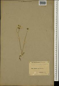 Crepis sancta subsp. sancta, Caucasus, Armenia (K5) (Armenia)