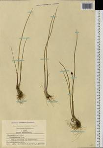 Allium angulosum L., Eastern Europe, Central region (E4) (Russia)