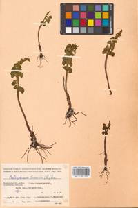 Botrychium lunaria (L.) Sw., Siberia, Chukotka & Kamchatka (S7) (Russia)