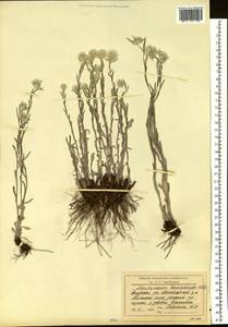 Leontopodium leontopodioides (Willd.) Beauverd, Siberia, Russian Far East (S6) (Russia)