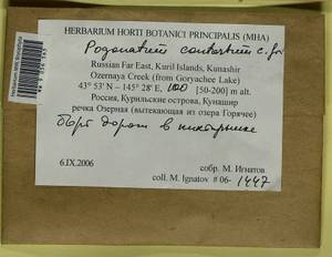 Pogonatum contortum (Menzies ex Brid.) Lesq., Bryophytes, Bryophytes - Russian Far East (excl. Chukotka & Kamchatka) (B20) (Russia)