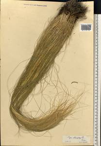 Stipa tirsa Steven, Eastern Europe, Rostov Oblast (E12a) (Russia)