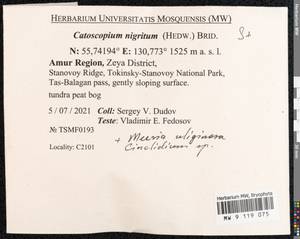 Catoscopium nigritum (Hedw.) Brid., Bryophytes, Bryophytes - Russian Far East (excl. Chukotka & Kamchatka) (B20) (Russia)