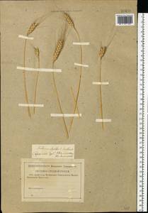 Triticum aestivum subsp. spelta (L.) Thell., Eastern Europe, Middle Volga region (E8) (Russia)