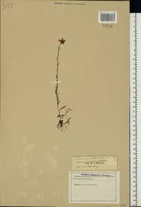 Saxifraga hirculus L., Eastern Europe, North-Western region (E2) (Russia)