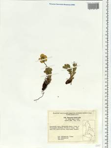 Geum rossii (R. Br.) Ser., Siberia, Chukotka & Kamchatka (S7) (Russia)