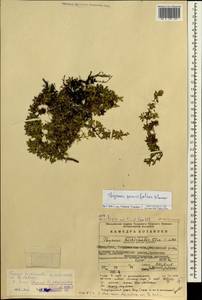 Thymus talijevii subsp. paucifolius (Klokov) P.A.Schmidt, Eastern Europe, Eastern region (E10) (Russia)