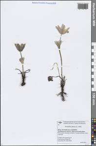 Pulsatilla patens (L.) Mill., Eastern Europe, Eastern region (E10) (Russia)