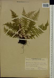 Athyrium filix-femina (L.) Roth, Eastern Europe, Moscow region (E4a) (Russia)
