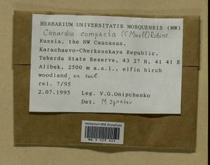 Conardia compacta (Müll. Hal.) H. Rob., Bryophytes, Bryophytes - North Caucasus & Ciscaucasia (B12) (Russia)