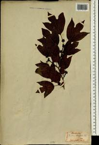 Lindera obtusiloba Bl., South Asia, South Asia (Asia outside ex-Soviet states and Mongolia) (ASIA) (Japan)