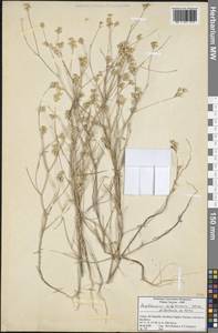 Bupleurum sulphureum Boiss. & Balansa, South Asia, South Asia (Asia outside ex-Soviet states and Mongolia) (ASIA) (Turkey)
