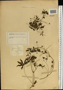 Geranium sibiricum L., Eastern Europe, Central forest-and-steppe region (E6) (Russia)