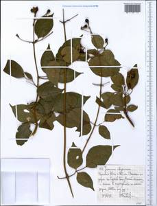Jasminum abyssinicum Hochst. ex DC., Africa (AFR) (Ethiopia)