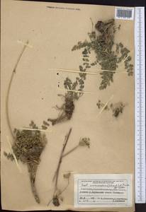 Seseli mucronatum (Schrenk) Pimenov & Sdobnina, Middle Asia, Northern & Central Tian Shan (M4) (Kyrgyzstan)