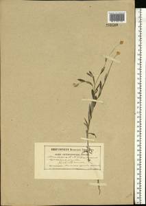 Xeranthemum annuum L., Eastern Europe, South Ukrainian region (E12) (Ukraine)