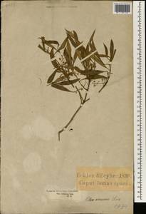 Olea europaea subsp. cuspidata (Wall. & G.Don) Cif., Africa (AFR) (South Africa)