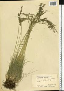 Festuca ovina L., Siberia, Baikal & Transbaikal region (S4) (Russia)