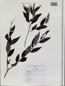 Salix pierotii Miq., Siberia, Russian Far East (S6) (Russia)