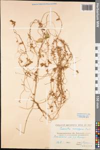Cuscuta monogyna Vahl, Eastern Europe, North Ukrainian region (E11) (Ukraine)