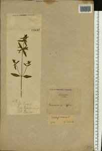 Stachys annua (L.) L., Eastern Europe, North Ukrainian region (E11) (Ukraine)