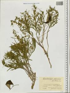 Cynanchum thesioides (Freyn) K. Schum., Siberia, Altai & Sayany Mountains (S2) (Russia)