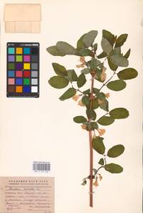 Lonicera caerulea L., Eastern Europe, Northern region (E1) (Russia)