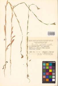 Camelina microcarpa Andrz. ex DC., Eastern Europe, Lower Volga region (E9) (Russia)