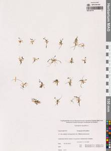 Subularia aquatica L., Siberia, Chukotka & Kamchatka (S7) (Russia)