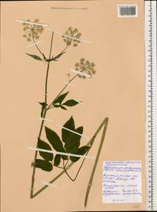 Aegopodium podagraria L., Eastern Europe, Belarus (E3a) (Belarus)