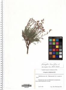 Astragalus austriacus Jacq., Eastern Europe, Eastern region (E10) (Russia)