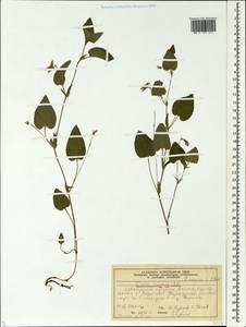 Viola ruppii All., Siberia, Central Siberia (S3) (Russia)