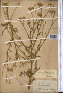 Saussurea turgaiensis B. Fedtsch., Middle Asia, Dzungarian Alatau & Tarbagatai (M5) (Kazakhstan)
