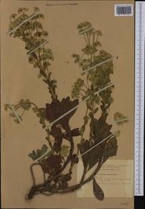 Euphorbia amygdaloides L., Western Europe (EUR) (Romania)