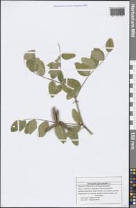 Astragalus glycyphyllos L., Eastern Europe, Middle Volga region (E8) (Russia)