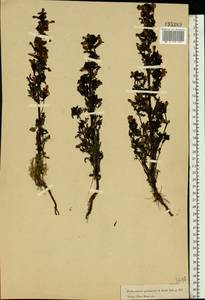 Pedicularis palustris, Eastern Europe, Moscow region (E4a) (Russia)