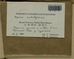 Rosulabryum moravicum (Podp.) Ochyra & Stebel, Bryophytes, Bryophytes - Middle Russia (B6) (Russia)