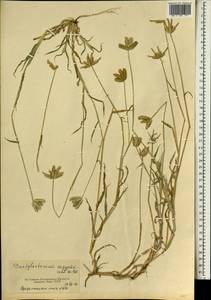 Dactyloctenium aegyptium (L.) Willd., Africa (AFR) (Seychelles)