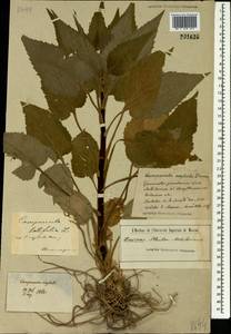 Campanula rapunculoides L., Eastern Europe, Belarus (E3a) (Belarus)
