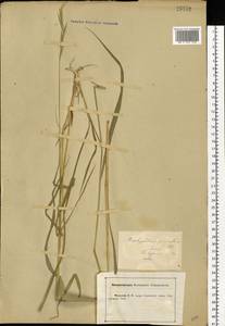 Brachypodium pinnatum (L.) P.Beauv., Eastern Europe, Central forest-and-steppe region (E6) (Russia)