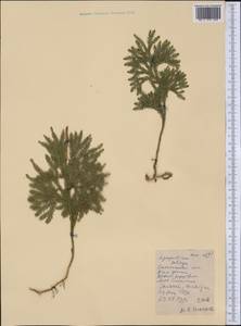 Lycopodium, America (AMER) (United States)