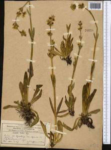 Swertia lactea A. Bunge, Middle Asia, Western Tian Shan & Karatau (M3)